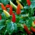 Bungo Lado
